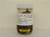 藏品(家八哥)的圖片